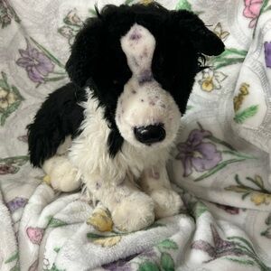 DOUGLAS Border Collie